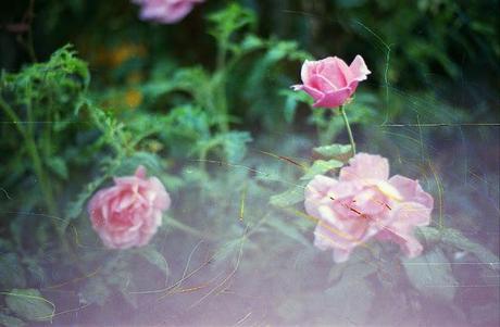 SCRATCHED FILM - Scratchy Roses - test roll (part 1)