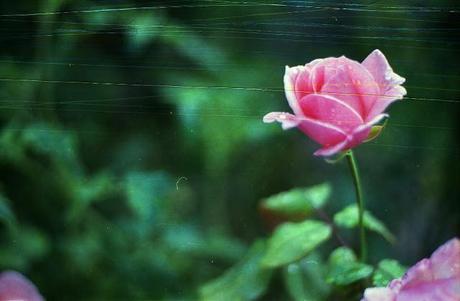 SCRATCHED FILM - Scratchy Roses - test roll (part 1)