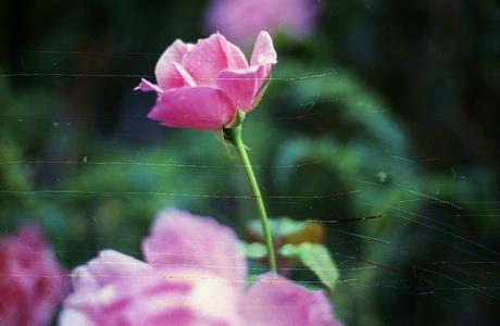 SCRATCHED FILM - Scratchy Roses - test roll (part 1)