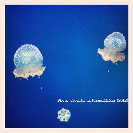 Il piccolo museo delle meraviglie