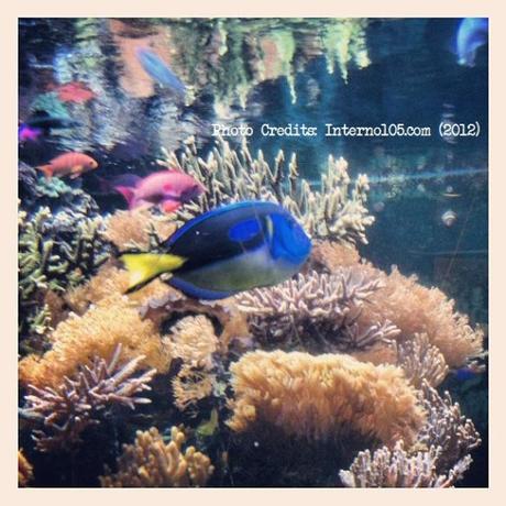 Il piccolo museo delle meraviglie