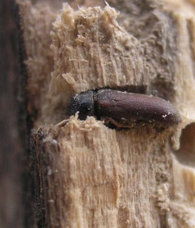 Rimedi naturali contro i tarli del legno paperblog Rimedi contro i tarli