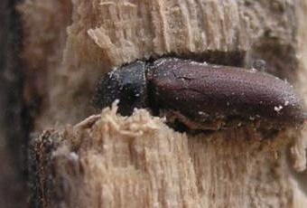 Rimedi naturali contro i tarli del legno paperblog Le tarme del legno