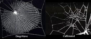 14 anni, muore per overdose di caffeina.