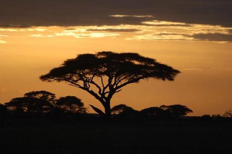 una immagine di Riserva Nazionale Masai Mara 3 620x415 su L’Africa di Ernest Hemingway: un Safari Letterario