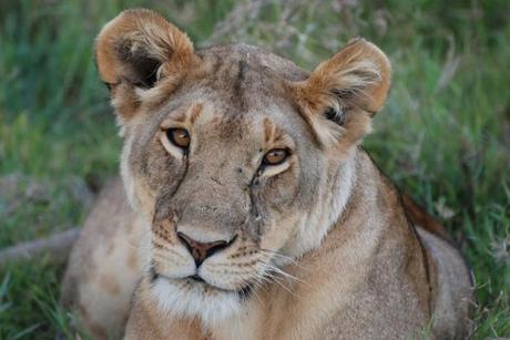 una immagine di Riserva Nazionale Masai Mara 1 620x415 su L’Africa di Ernest Hemingway: un Safari Letterario