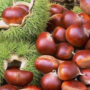 Autunno…profumo di castagne!