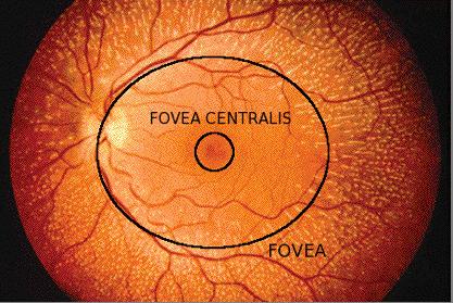 NF 008 – Come Funziona Il SNC. Gli occhi.