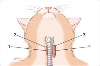 IPERTIROIDISMO NEL GATTO :CAUSE E TERAPIE