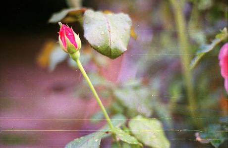 SCRATCHED FILM - Scratchy Roses - test roll (part 2)