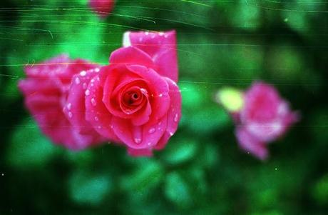 SCRATCHED FILM - Scratchy Roses - test roll (part 2)