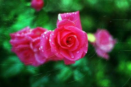 SCRATCHED FILM - Scratchy Roses - test roll (part 2)