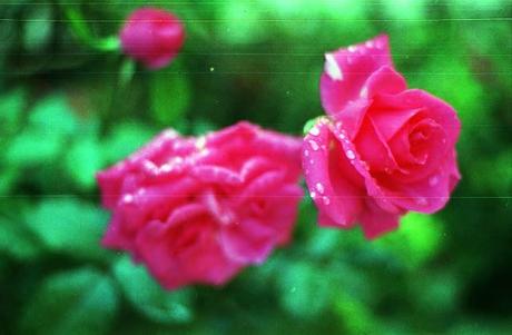 SCRATCHED FILM - Scratchy Roses - test roll (part 2)