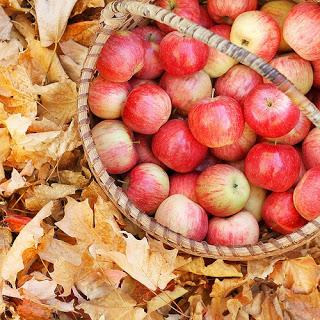 autunno tempo delle mele 2