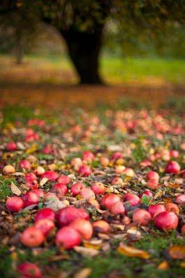 autunno tempo delle mele 2