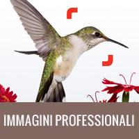 Immagini professionali per progetti accattivanti