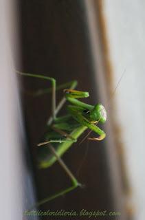 Un paio di foto a: MANTIDE RELIGIOSA