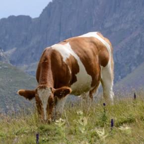 Trentino: Passo delle Selle