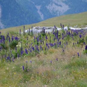 Trentino: Passo delle Selle
