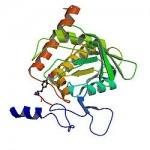 ridurre il rischio proteina Stat5 nuovo studio 