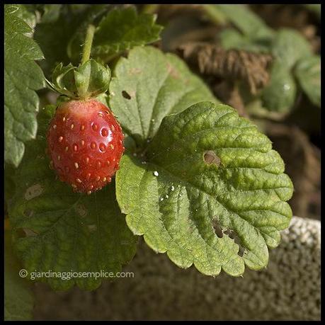 fragola