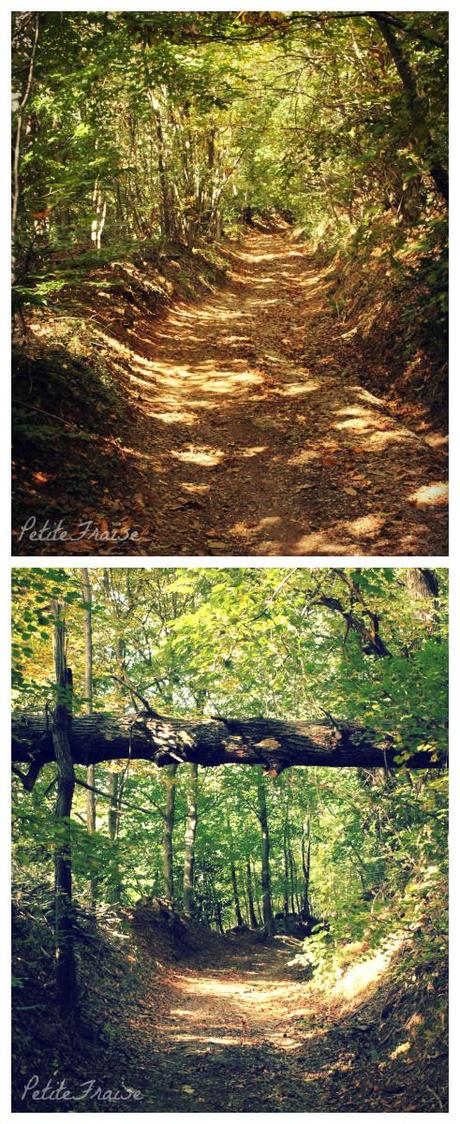 Looking for chestnuts in an Autumnal wood