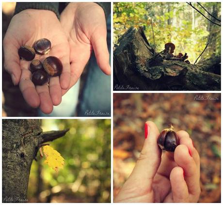 Looking for chestnuts in an Autumnal wood