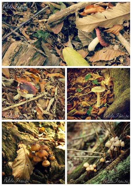 Looking for chestnuts in an Autumnal wood