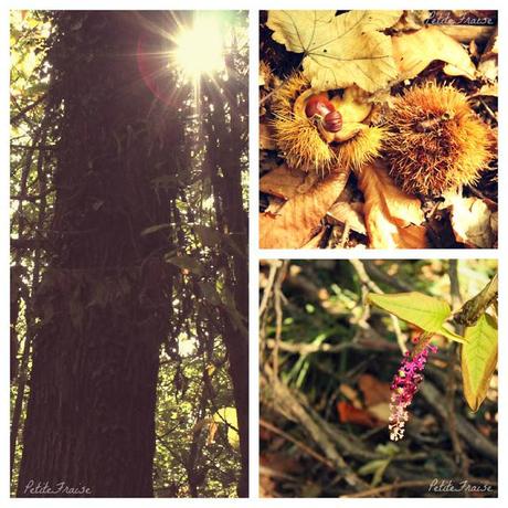 Looking for chestnuts in an Autumnal wood