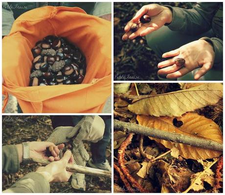 Looking for chestnuts in an Autumnal wood