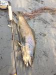 Pesca a mosca in Valtellina. Adrenalina Adda