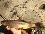 Pesca a mosca in Valtellina. Adrenalina Adda