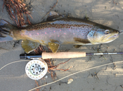 Pesca mosca Valtellina. Adrenalina Adda