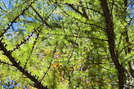 Fotografie Autunno in Valle Gesso Cuneo