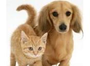 York, Meet breeds: gara cani gatti preziosi