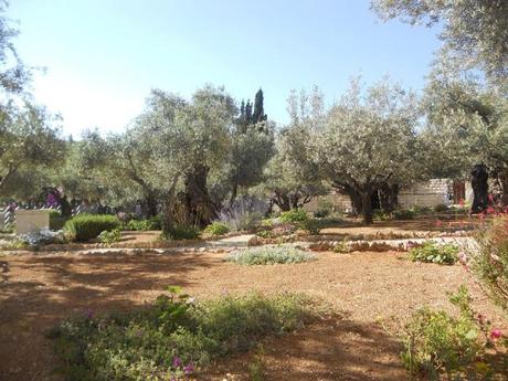Israele: l'orto dei Getsemani, si svela agli studiosi.