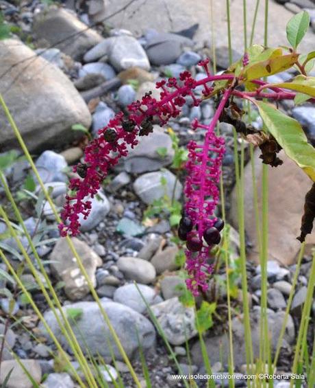 Phytolacca americana, scheda botanica.