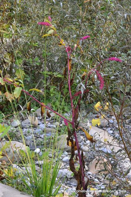 Phytolacca americana, scheda botanica.