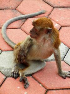 Malaysia+Borneo…Brunei and Singapore…very amazing! (1°parte-Kuala Lumpur-Batu Caves-Melaka)