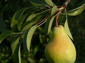 Pere: dall’Emilia Romagna dolcezza