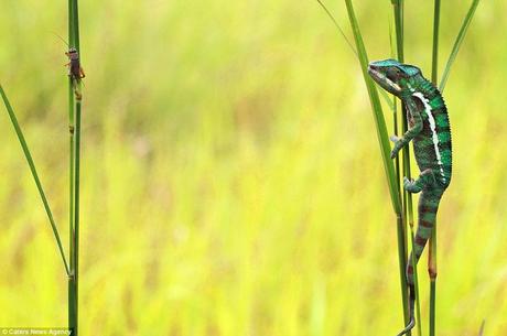 It's behind you! A hungry chameleon lurks on a nearby blade of grass ready to pounce of an unsuspecting insect in a field in Indonesia