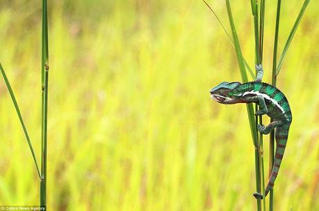 Down the hatch: After gobbling his lunch, the chameleon climbed down from the grass satisified with his afternoon's hunt