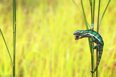 Sweet taste of success: Mr Goh had to wait 40 minutes after spotting the lizard on a walk on Batam Island in Indonesia to capture this moment