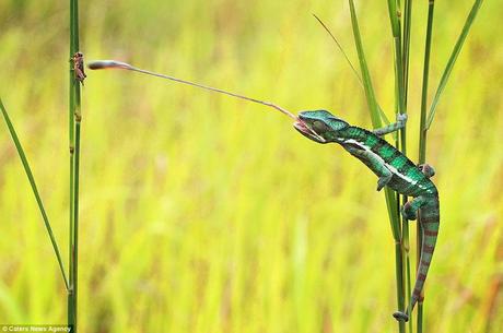 Lightning fast: Using specially adapted muscles and bones, the chameleon fires out its tongue towards the bug in the blink of an eye