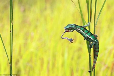 Bullseye! The reptile has a sticky tip on the end of its tongue which enables it to draw its helpless prey into its mouth