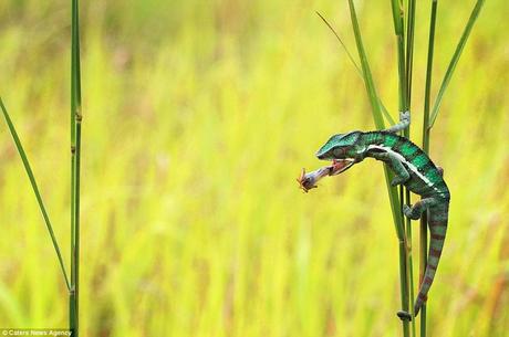 Crack shot: The amazing sequence of images was taken by amateur photographer Shikhei Goh, 39, from Indonesia, using a Canon 7D camera