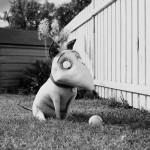 Gallery Frankenweenie 042 150x150 Speciale Cinema – Recensione in anteprima di Frankenweenie   videos vetrina speciale cinema eventi 