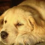 Idee per la casa: realizzare una cuccia per il vostro cane