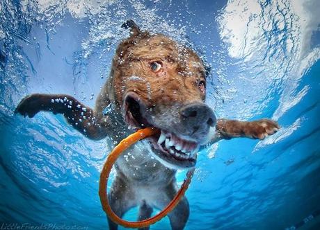 Underwater Dogs