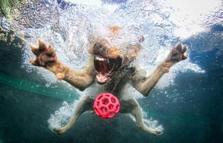 Underwater Dogs